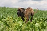 DOGUE ALLEMAND 377